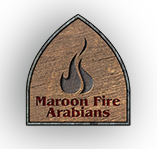 Maroon fire arabians logo